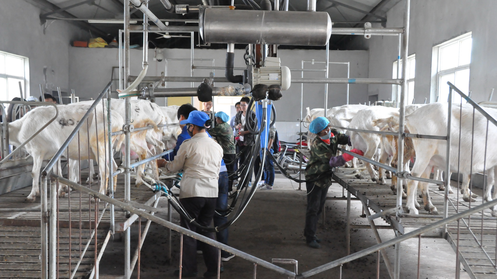 羊生产学实习